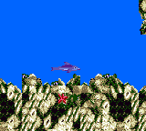 Ecco the Dolphin